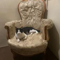 یک عدد مبل استیل بدون گربه روش