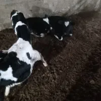 حیوانات مزرعه