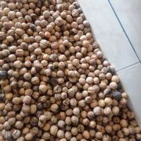 گردو|خوردنی و آشامیدنی|سمنان, |دیوار