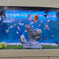 ماهی دیسکس وآنجل وکالر|ماهی|محمدشهر, محمدشهر|دیوار