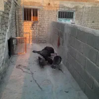 بوقلمو با مرغ محلی