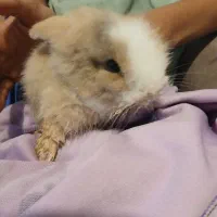 خرگوش نژاد دار  باهوش زبر زرنگ