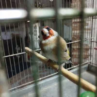 سره چونه سفید