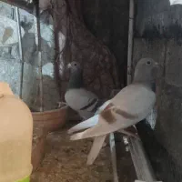 کبوتر نامبر