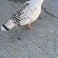 بوقلمون