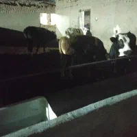 فروش گوساله لاغر سیمینتال