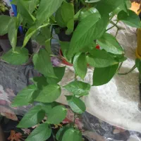 گل پتوس|گل و گیاه طبیعی|بیرجند, |دیوار