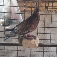 کبوتر رنگی و دورگ|پرنده|باوی, |دیوار