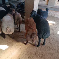 بره نر|حیوانات مزرعه|خنجین, |دیوار