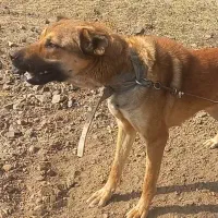 گمشده|حیوانات|خوی, |دیوار