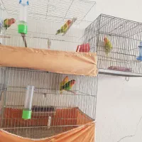 کوتوله برزیلی مولد|پرنده|برخوار, |دیوار