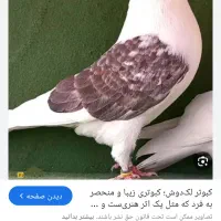 کبوتر رنگی دوکت|پرنده|بندر ماهشهر, |دیوار
