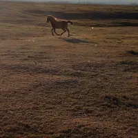 اسب ماده|اسب و تجهیزات اسب‌سواری|مشگین شهر, |دیوار