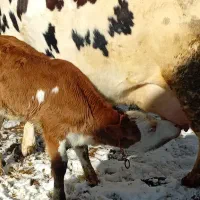 گاو گوساله|حیوانات مزرعه|قیدار, |دیوار