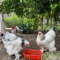 مرغ برهما لایت رومانی