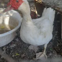 اردک روسی|حیوانات مزرعه|خرمشهر, |دیوار