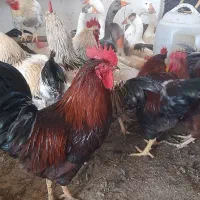 خروس محلی ارگانیک