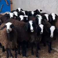 ۲۰ راس بره تقلی ماده گوسفند دوقلوزای شالی