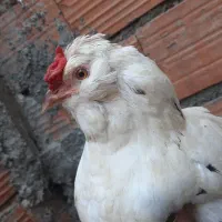 فروش مرغ گلین اصل و چهل تاج