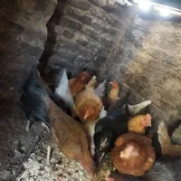 مرغ محلی ولاری|حیوانات مزرعه|اشتهارد, |دیوار