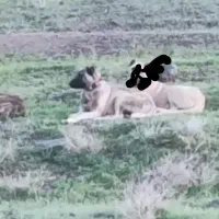 ماده سرابی گله گرد