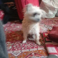 سگ تریر|سگ|کاشان, یزد‌آباد|دیوار