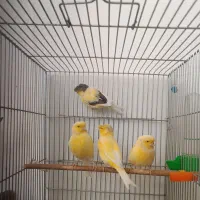 قناری گلاستر