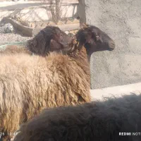 گوسفند شیشک 2دندان 4راس 60کیلویی ابستن افشار