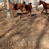 مادیان مدرک دار. با کره نریان ۲۰روزه|اسب و تجهیزات اسبسواری|نهاوند, |دیوار