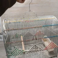 گل گیاه قفس پرنده کبوتر کاسکو قدیمی چاقو مینا