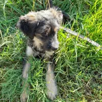 توله اشپیتز تریری پاه کوتاه|سگ|بیله سوار, |دیوار