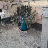 طاووس