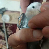 طوطی برزیلی گمشده