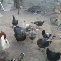 بوقلمون وغاز|حیوانات مزرعه|پاکدشت, پاکدشت (مامازند)|دیوار