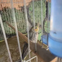 عروس هلندی|پرنده|یزد, |دیوار