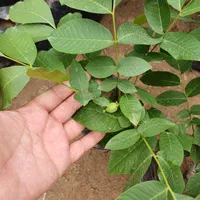 نهال گردو مغز قرمز گلدانی|خدمات باغبانی و درختکاری|تهران, کاج|دیوار