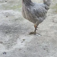 گلین مرغ|حیوانات مزرعه|سرخنکلاته, |دیوار