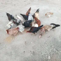 ۴عددمرغ تخم گذار دانه ۳۰۰|حیوانات مزرعه|حمیل, |دیوار