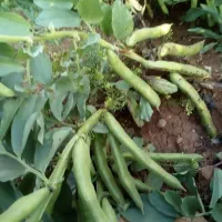 بذر باقله (باقالا) درجه یک یک،تضمینی،زودرس|گل و گیاه طبیعی|خرمآباد, |دیوار