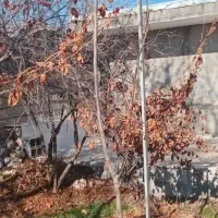 هرس ،برش و کاشت نهال فروش نهال گردو و ...