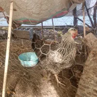 مرغ محلی|حیوانات مزرعه|اسکو, |دیوار