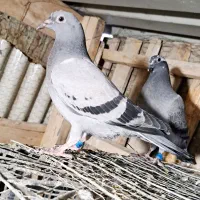 جوجه کفتر پلاکی وماده سفید|پرنده|رباط‌کریم, شهرک صنعتی زواره‌ای|دیوار