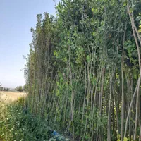مجتمع گل و گیاه و نهالستان خیری واقع در هشتگرد|خدمات باغبانی و درختکاری|هشتگرد, هشتگرد قدیم|دیوار