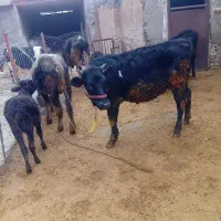 4راس گوساله بومی