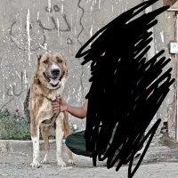 سگ نگهبان