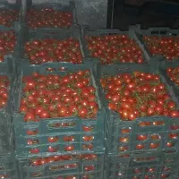 گوجه گیلاسی