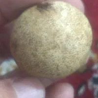 یک عدد مشک اصلی|لوازم جانبی حیوانات|قم, شاه سید علی|دیوار