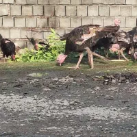 بوقلبون