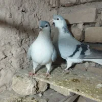 کبوترساده|پرنده|زبرخان, |دیوار