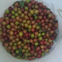 محصولات خانگی|خوردنی و آشامیدنی|رشت, عینک|دیوار
